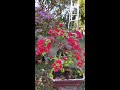 Bougainvillea bonsai