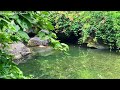 Forget Stress Atigue, Relax by Cool Green Forest Stream, Most Wonderful Relaxing Sounds of Nature