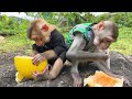 Little monkey Bim Bim becomes Obi to harvest giant cantaloupe melons