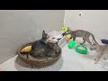 Funniest Cats And Dogs Videos 2024😹You Laugh You Lose 🐶