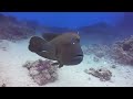 Majestic Coral Reef Kingdoms Under the Sea : 4k Relaxing Underwater Journey | No Music: Ocean Sounds