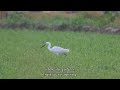 어디서 이런 사냥방법을 배웠어?(Where did you learn these hunting methods?) - 중백로(Intermediate Egret)