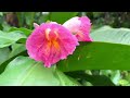Diverse Plants of Singapore Botanic Garden | An Immersive Tour