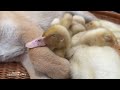 The puppy wants to cry and laugh! The kitten gave the duckling to the funny dog.Cute animal video