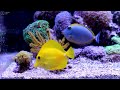 Aquarium 4K VIDEO (ULTRA HD) 🐠 Beautiful Coral Reef Fish - Relaxing Sleep Meditation Music #110