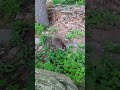 Raccoon Eating Peanuts