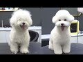 Change for Adorable dog! / Bichon Frise Grooming