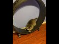 Kevin’s cutest moments part 2. #viral #follow #wildlife #cute #raccoon #trending #love #animal #baby
