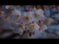 Healing Music Slide - Spring Flowers