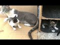 Mother cat playing with her babies | Family Cats