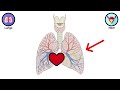 Every Human Organ Explained in 8 Minutes