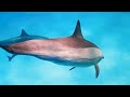 4K Stunning Underwater Wonders Of The Red Sea - Coral Reefs & Colorful Sea Life - Relaxing Music #7