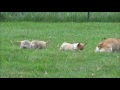 Corgi Puppies playing with mom