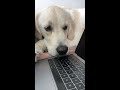 English Cream Golden Retriever's Cutest Moments | Funny Subtitles