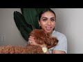 Liam's 6Month Old Puppy Update | My F1B Mini Goldendoodle |Stephanie Giselle