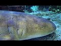 OCEAN ADVENTURES: Majestic Marine Life & Ocean Animals 60FPS 8K ULTRA HD