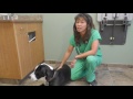 Signs of GDV in dogs | Dr. Justine Lee