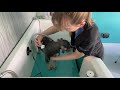 Dog bathing - with a professional groomer