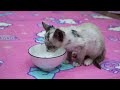 Stray Kitten Hiding in a Hole In The Ground | Kittens Before And After Being Rescue