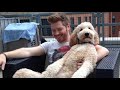 10 Facts About Goldendoodle | Dogs 101 - Goldendoodle Dog Breed Information