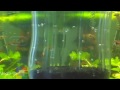DIY Aquarium # How to make a fry trap for your aquarium # for Baby Fish #