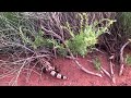 Gila Monster in Ivins Utah