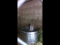 Harley the Hyena takes a Bath