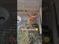 #うさぎ#rabbit