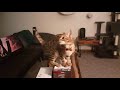 Tyson the bengal cat tricks