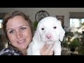 Mini Goldendoodle Litter That is 5 Weeks Old | OliviaXDave