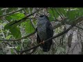 BEAUTIFUL Owl in Costa Rica!