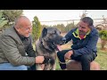 Kangal Dog That Makes Its Owner Rich