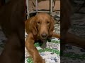 Dogs mukbang, so relaxing