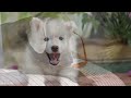 Music to Relax Dogs 💖 Soothing Music for Your Baby Pets, Calming Sleep Music #2
