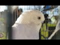 2 Hours of Budgie Sounds Outside | Help Lonely birds to make them happy