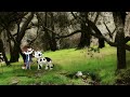 CATLIT - Walking The Cow (Daniel Johnston Cover)