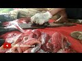Ikan sapu- sapu || mencari Rezeki di sunga Ciliwung 🇮🇩