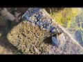 Hundreds of bugs under River rocks || Sow Bugs and Scuds