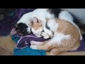 Mom cat still cares to her grown up kittens