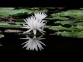 Two white waterlilies in the later spring.#nature #birdsounds#waterliles#refeactions#pads#water#pond