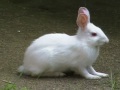 ALBINO BUNNY RABBIT in My Driveway