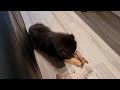 BAMBOOZLED! Furry Dried Deer Ear Dog Treat (Finnish Lapphund Puppy)