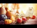 Enjoy A Warm And Cozy Thanksgiving Atmosphere With Purring Kittens And Relaxing Jazz Music.