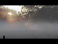 Kangaroo in the mist at Wondecla Qld Australia at Sunrise 🌅 *TERRIFYINGLY* STUNNING