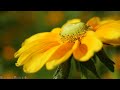 Amazing Colors of Spring 4K Nature Relaxation Film - Relaxing Piano Music - Natural Landscape