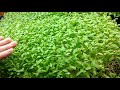 Cilantro Microgreens Tips & Growing 6oz Per Flat!