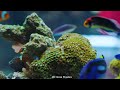 Aquarium 4K (ULTRA HD) - Unsolved Ocean Mysteries That Cannot Be Explained