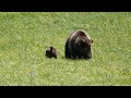 CUTE Grizzly Bear Cub playing and eating in Yellowstone!