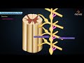 Thoracic sympathetic trunk - Animated Gross anatomy