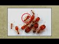 10  Craziest Ants In The World